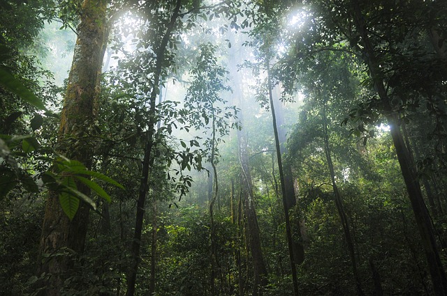 Dense Amazon rainforest canopy, ecological adventure