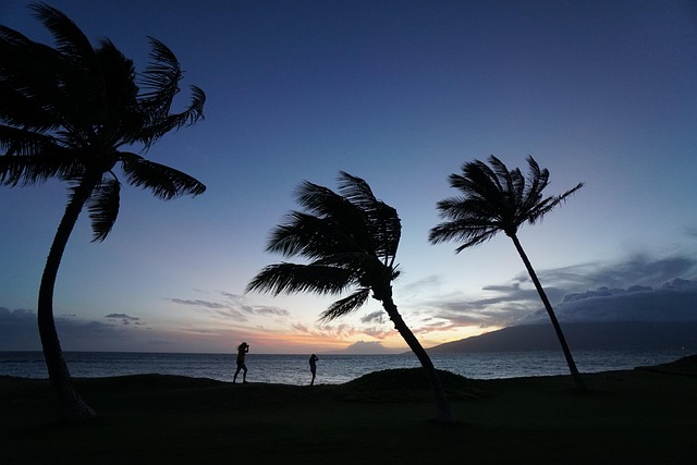 Serene beach with palm trees, signifying a tropical getaway